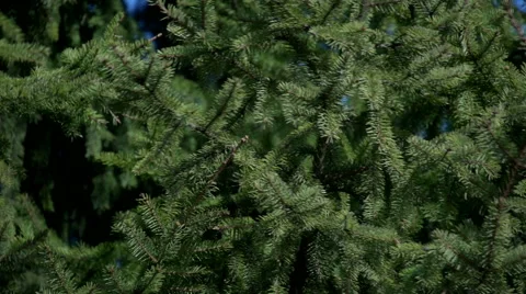 Close-up of fir branches Stock Footage 57904852
