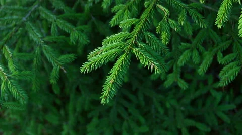 Close-up of fir branches. Stock Footage 60239295