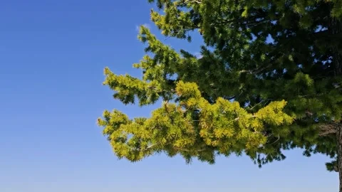 Close up-Fir tree boughs blowing against clear blue sky Video stock 335239084