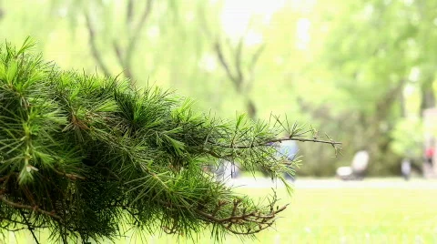 Close up of fir tree branch Video stock 703496