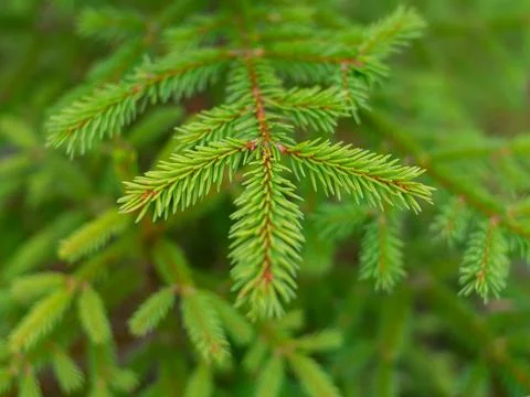 Close up of fir tree branches as background Foto stock