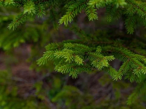 Close up of fir tree branches as background Stock Photos