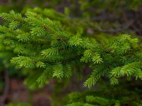 Close up of fir tree branches as background Foto stock
