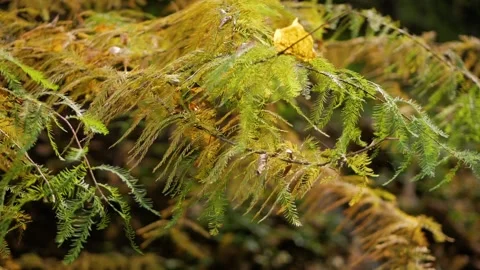 Close up of fir tree branches. Charming natural background Stock Footage 103029726