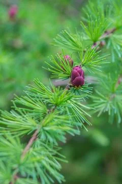 Close-up of fir tree branches with cones and needles Stock Photos