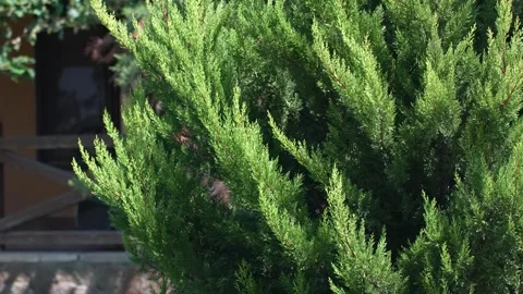 Close-up of Fir-tree branches shaking on backyard Stock Footage 282863494