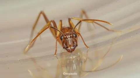 Close Up of Fire Ant Stock Photos