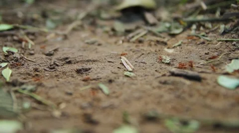 Close-up of fire ant, Rio Platano Biosphere Reserve Stock Footage 62388975