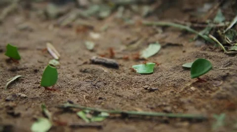 Close-up of fire ant, Rio Platano Biosphere Reserve Stock Footage 62388976