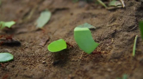 Close-up of fire ant, Rio Platano Biosphere Reserve Stock Footage 62388977