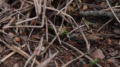 Close-up on fire ants colony working on an underground anthill Video stock 77102085