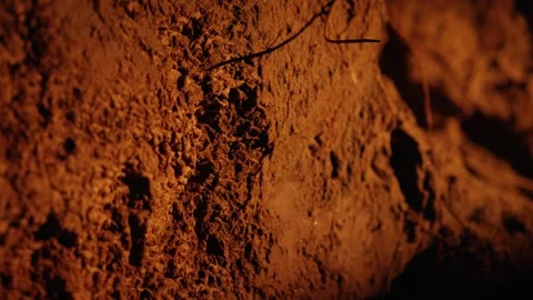Close up of fire ants excavating a new colony nest in the earth Stock Footage 341294536