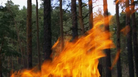 Close-up fire on the background of the f... | Stock Video | Pond5