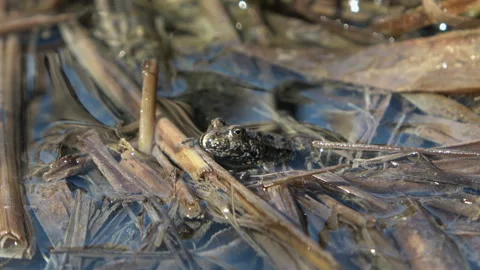 Close-up of Fire-bellied Toad (Bombina bombina) head with breathing throat 스톡 동영상 333330212
