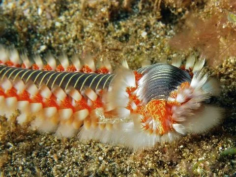 Close-up of a fire bristle worm (Hermodice carunculata) on the seabed. Colourful Stock Photos