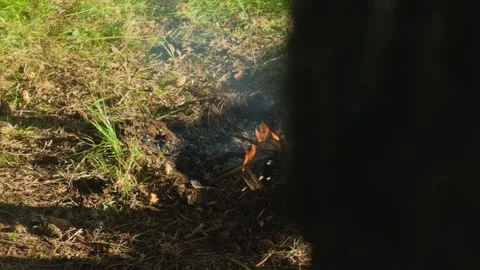 Close-up of fire burning in a forest with sunlight and greenery surrounding it Stock Footage 304859905