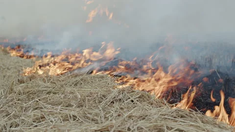 Close up of fire burnt farm dry straw in the countryside Stock Footage 139020701