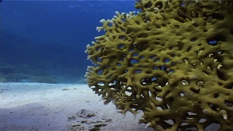 Close Up Of Fire Coral Branch Stock Footage 300062636