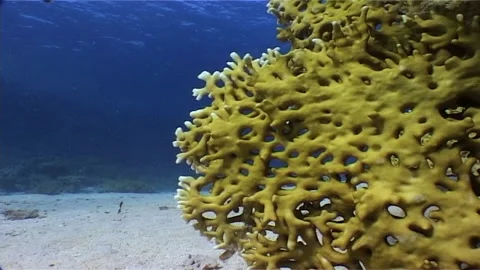 Close up Of Fire coral Over The Sand Stock Footage 300062523
