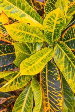 Close up of fire croton (Codiaeum variegatum). Stock Photos