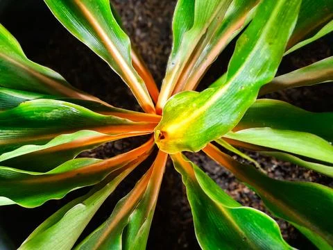 Close Up of Fire flash or mandarin Plant Leaves Fotos de archivo