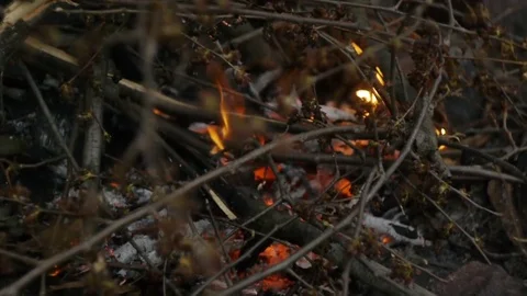 Close-up of the fire on a picnic in the woods Stock Footage 73952411