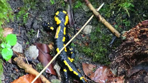 Close up of Fire Salamander climbing through rocks, leaves and moss Stock Footage