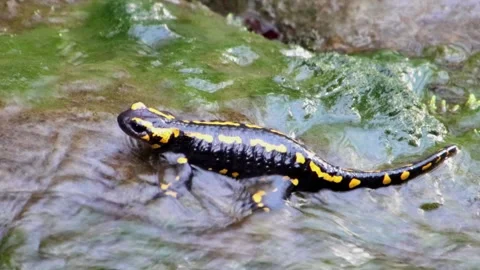 Close up of Fire Salamander climbing through rocks in a stream of water Stock Footage 295504141