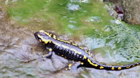 Close up of Fire Salamander climbing through rocks Stock Footage 296701467