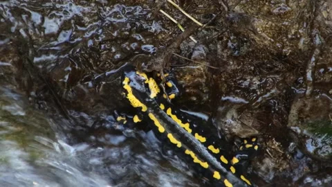 Close up of Fire Salamander Stock Footage 256970406