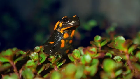 Close up of fire salamander at night Stock Footage 274490839