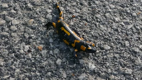 Close up of Fire Salamander (Salamandra salamandra) Stock Footage