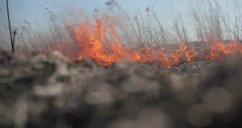 Close up fire. Wildfire in the forest, burning dry grass, trees, bushes. Flames Stock Footage 161460199