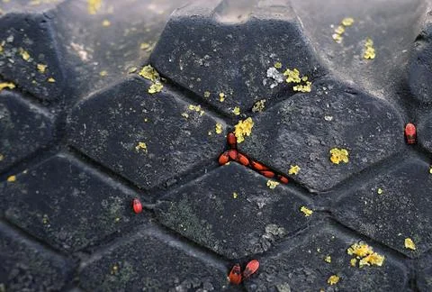 Close-up of firebug insects (Pyrrhocoris apterus), commonly known as firebu.. Stock Photos