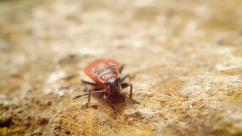 Close-up of a firebug nymph (Pyrrhocoris apterus). 스톡 동영상 314993832