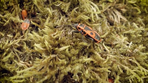 Close-up of the firebug (Pyrrhocoris apterus) in its natural habitat. 스톡 동영상 314993839