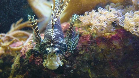 Close up of a firefish goby  Stock Footage 241016499