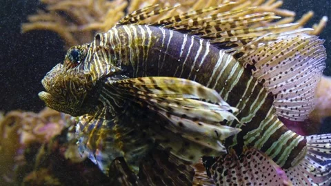 Close up of a firefish goby  Stock Footage 241017213