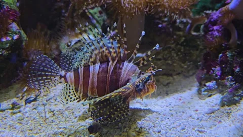 Close up of a firefish, goby or lionfish Stock-Footage 275865925