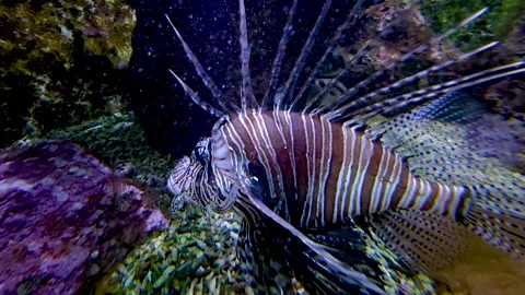 Close up of a firefish swimming Stock Footage 297546173