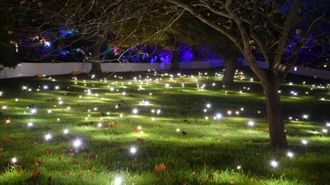 Close up of firefles dancing in a field at night during the Vivid Festival Stock Footage 128402659