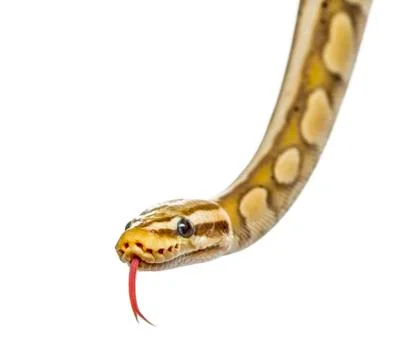 Close-up of a firefly python, isolated on white 스톡 사진
