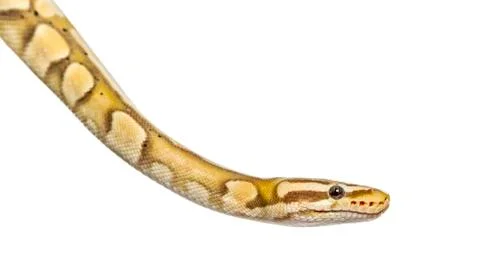 Close-up of a firefly python, isolated on white 写真素材