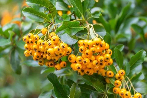 Close-up firethorn cluster with a single leaf in the foreground Stock Photos