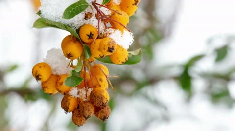 Close up of firethorn Stock Footage 59726013