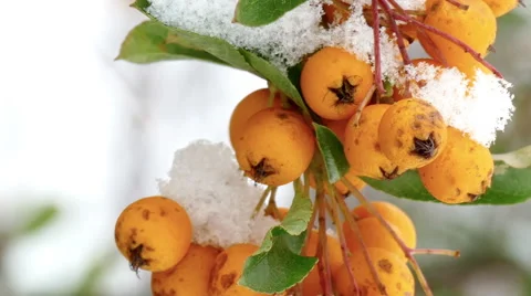 Close up of firethorn Stock Footage 59749769