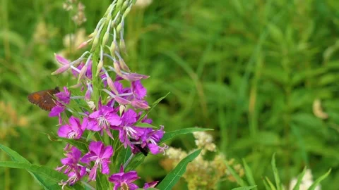 Close-up of Fireweed Flowers with Small Tortoiseshell Butterflies in the Souther Stock Footage 325377491