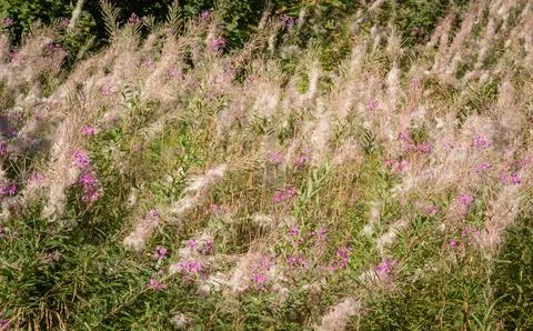 Close-up of fireweed plants in a forest, featuring delicate fluffy white seed Stock Photos