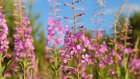 Close-up of fireweed swaying in wind. Stock Footage 231326055