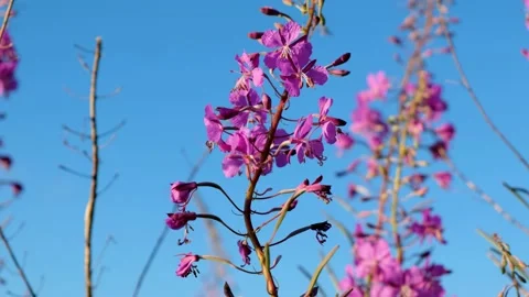 Close-up of fireweed swaying in wind. Stock Footage 231326062